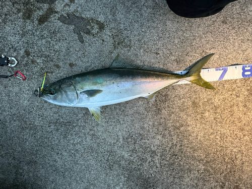 ワラサの釣果