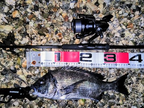 チヌの釣果