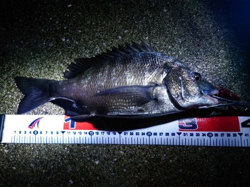 チヌの釣果