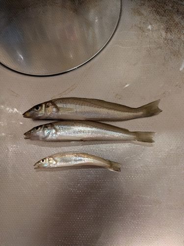 キスの釣果