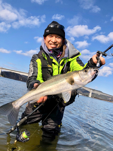 スズキの釣果