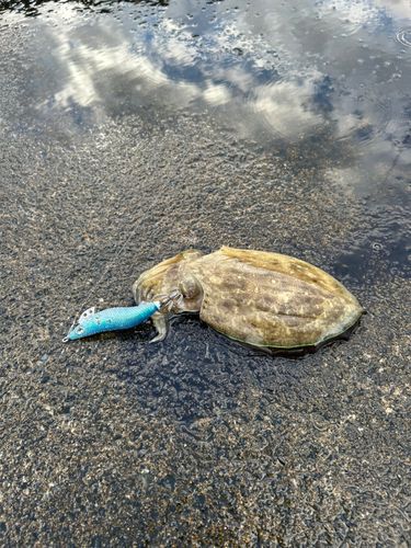 コウイカの釣果