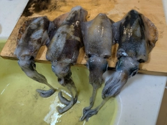 釣果