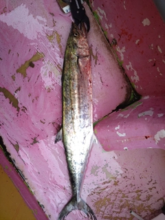 サワラの釣果