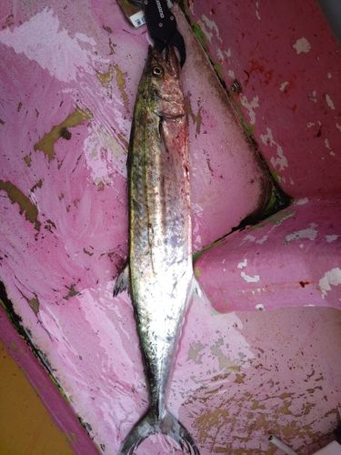 サワラの釣果