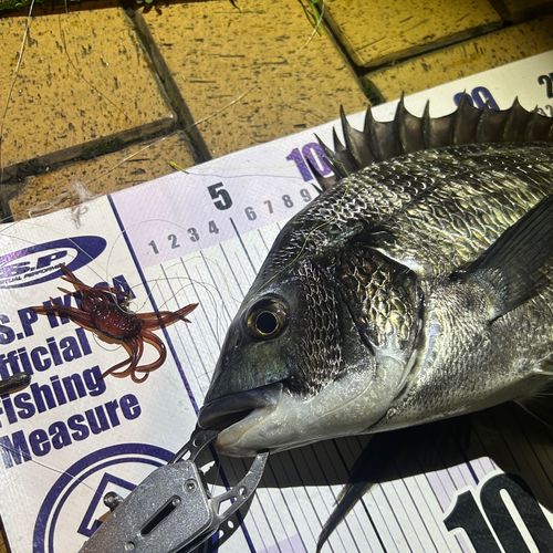 クロダイの釣果