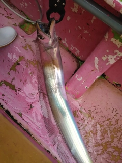 タチウオの釣果