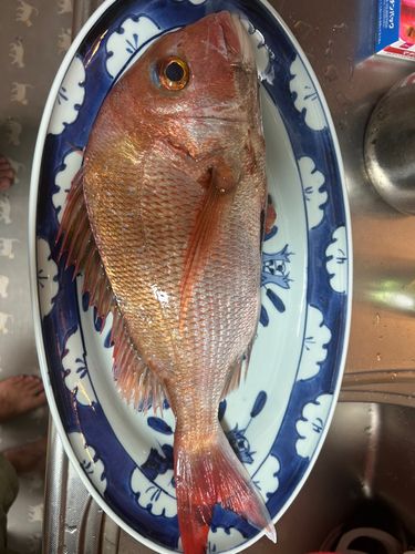 マダイの釣果