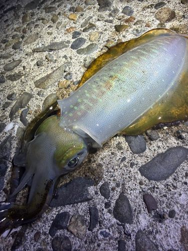 アオリイカの釣果