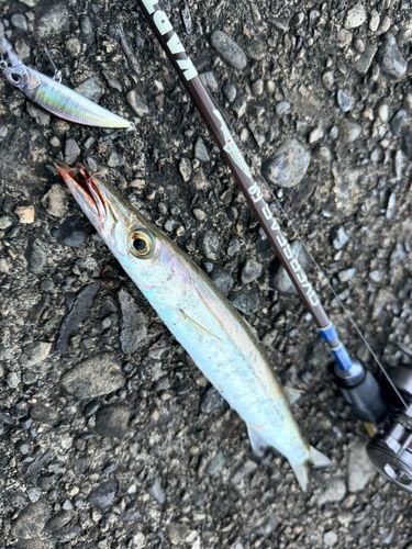 カマスの釣果