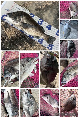 チヌの釣果