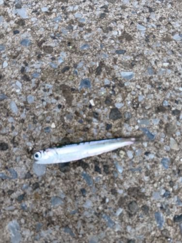 カタクチイワシの釣果
