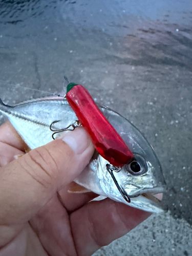 メッキの釣果