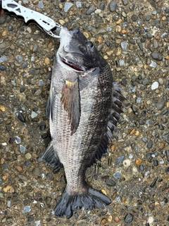 クロダイの釣果