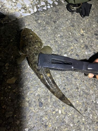 マゴチの釣果