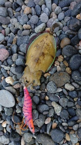 コウイカの釣果