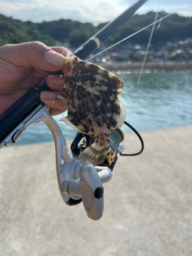 カワハギの釣果