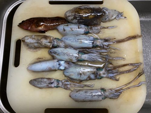 アオリイカの釣果