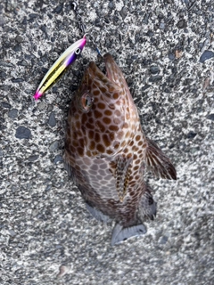 オオモンハタの釣果