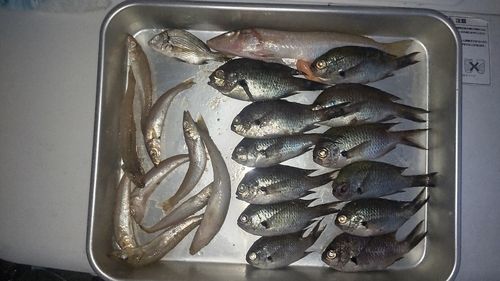 キスの釣果