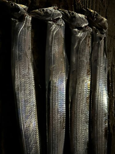 タチウオの釣果