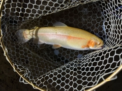 レインボートラウトの釣果