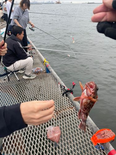 カサゴの釣果