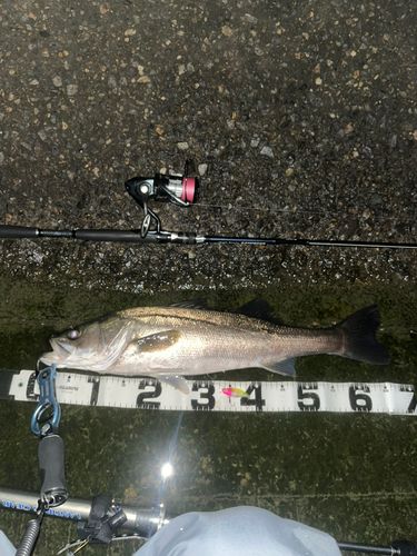 シーバスの釣果