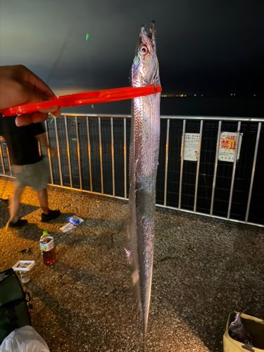 タチウオの釣果