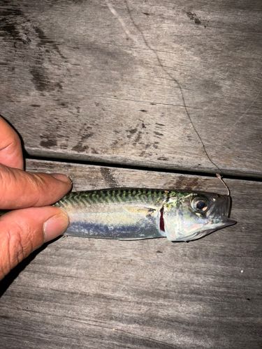 サバの釣果