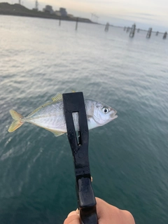 シマアジの釣果