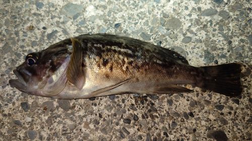クロソイの釣果