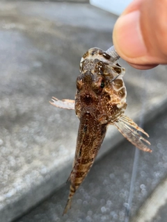 アナハゼの釣果