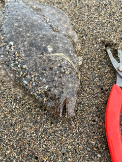 ソゲの釣果