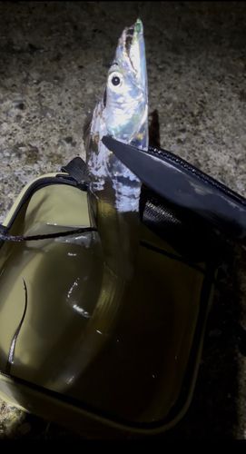 タチウオの釣果