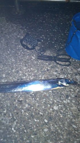 タチウオの釣果