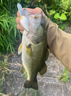 ラージマウスバスの釣果