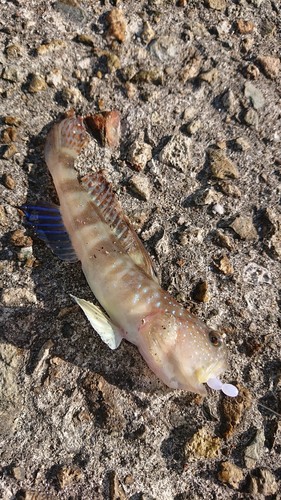 ハゼの釣果