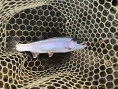 ニジマスの釣果