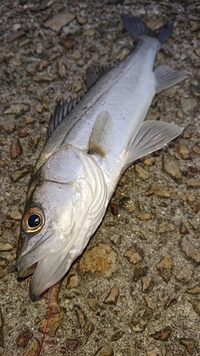 セイゴ（マルスズキ）の釣果