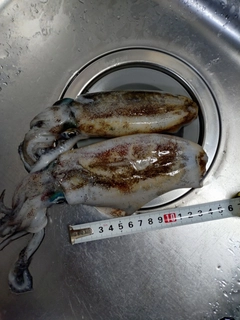 アオリイカの釣果