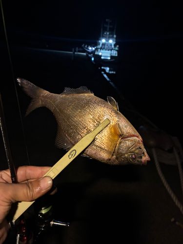 クロソイの釣果