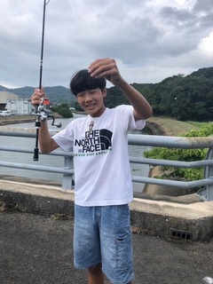 ハゼの釣果
