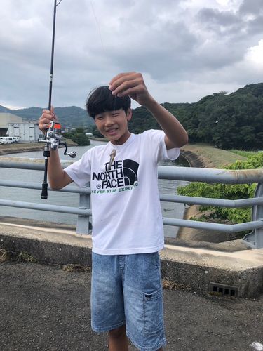 ハゼの釣果