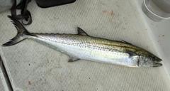 サワラの釣果