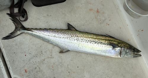 サワラの釣果