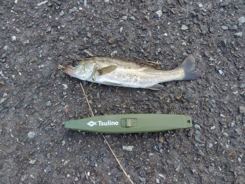 セイゴ（ヒラスズキ）の釣果