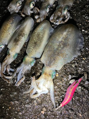 アオリイカの釣果