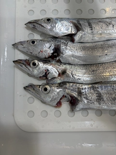 タチウオの釣果