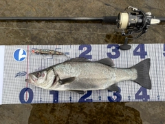ヒラスズキの釣果